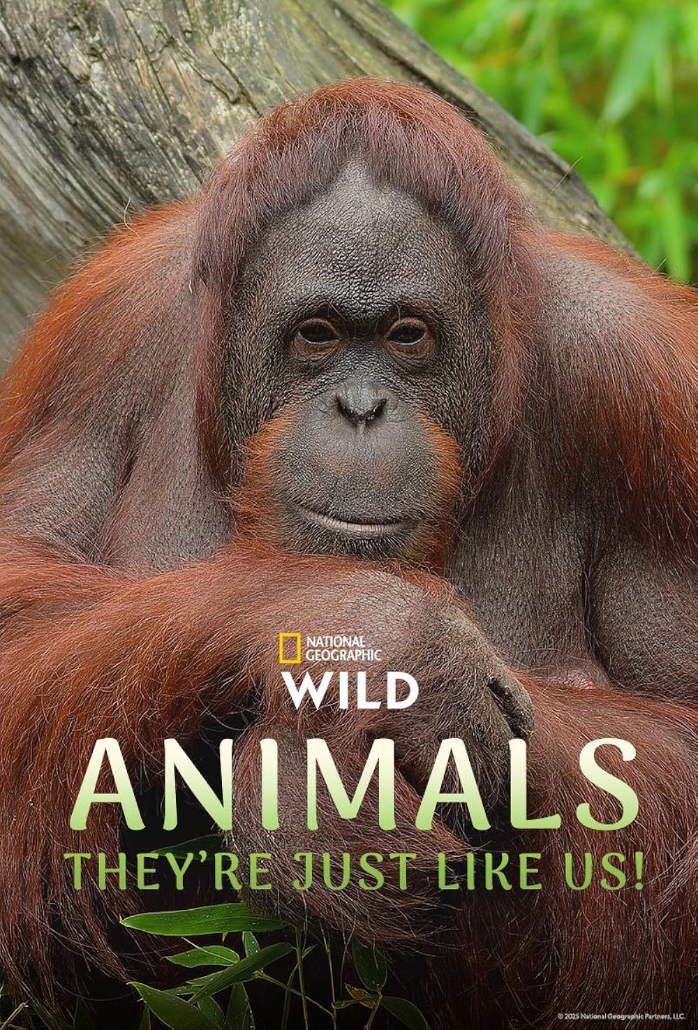 Animals, They're Just Like Us!