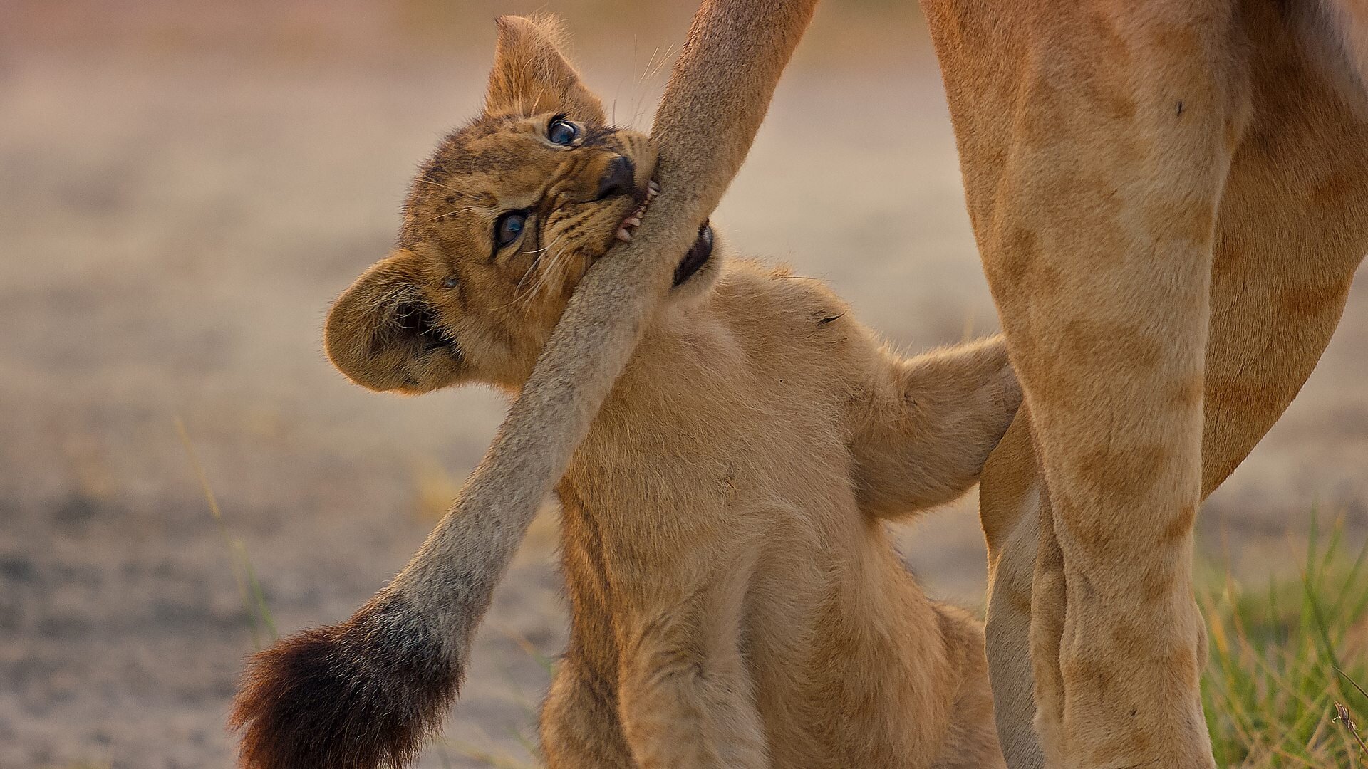 Big Cats 24/7 S1E3 Episode 3