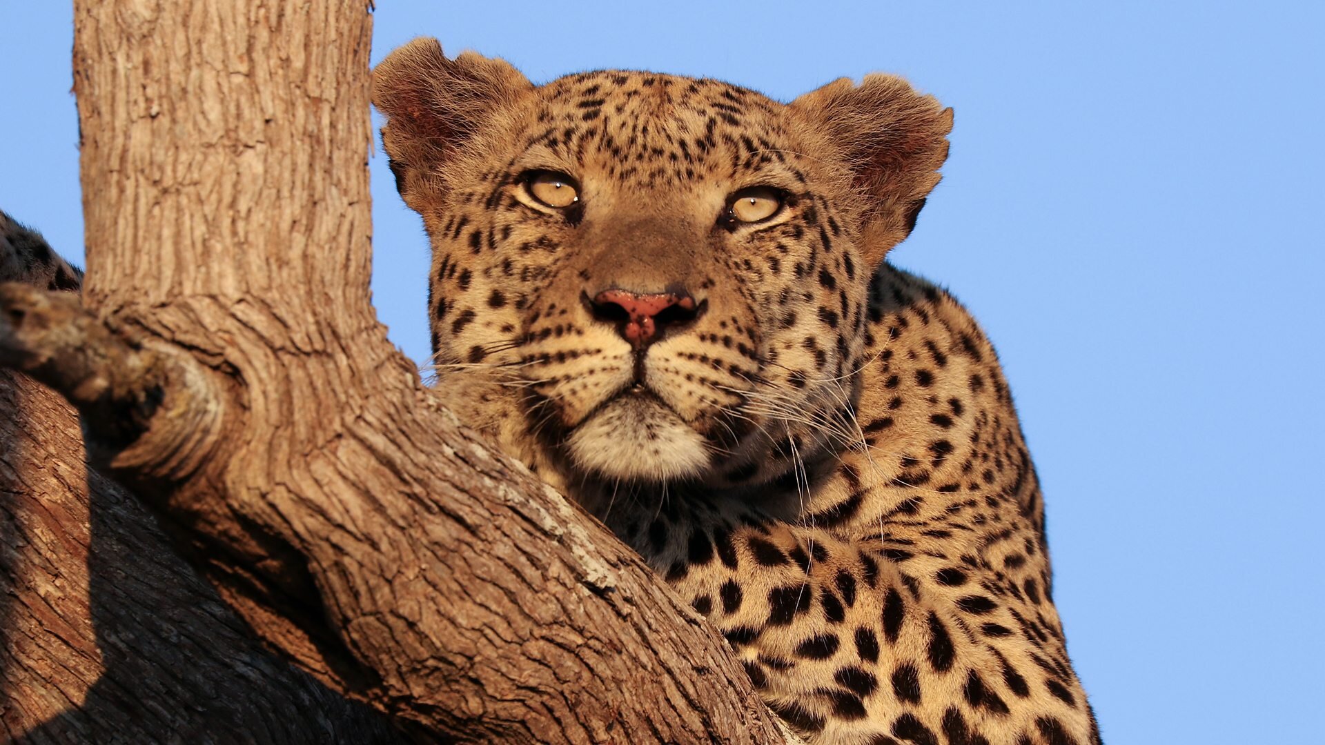 Big Cats 24/7 S1E5 Episode 5