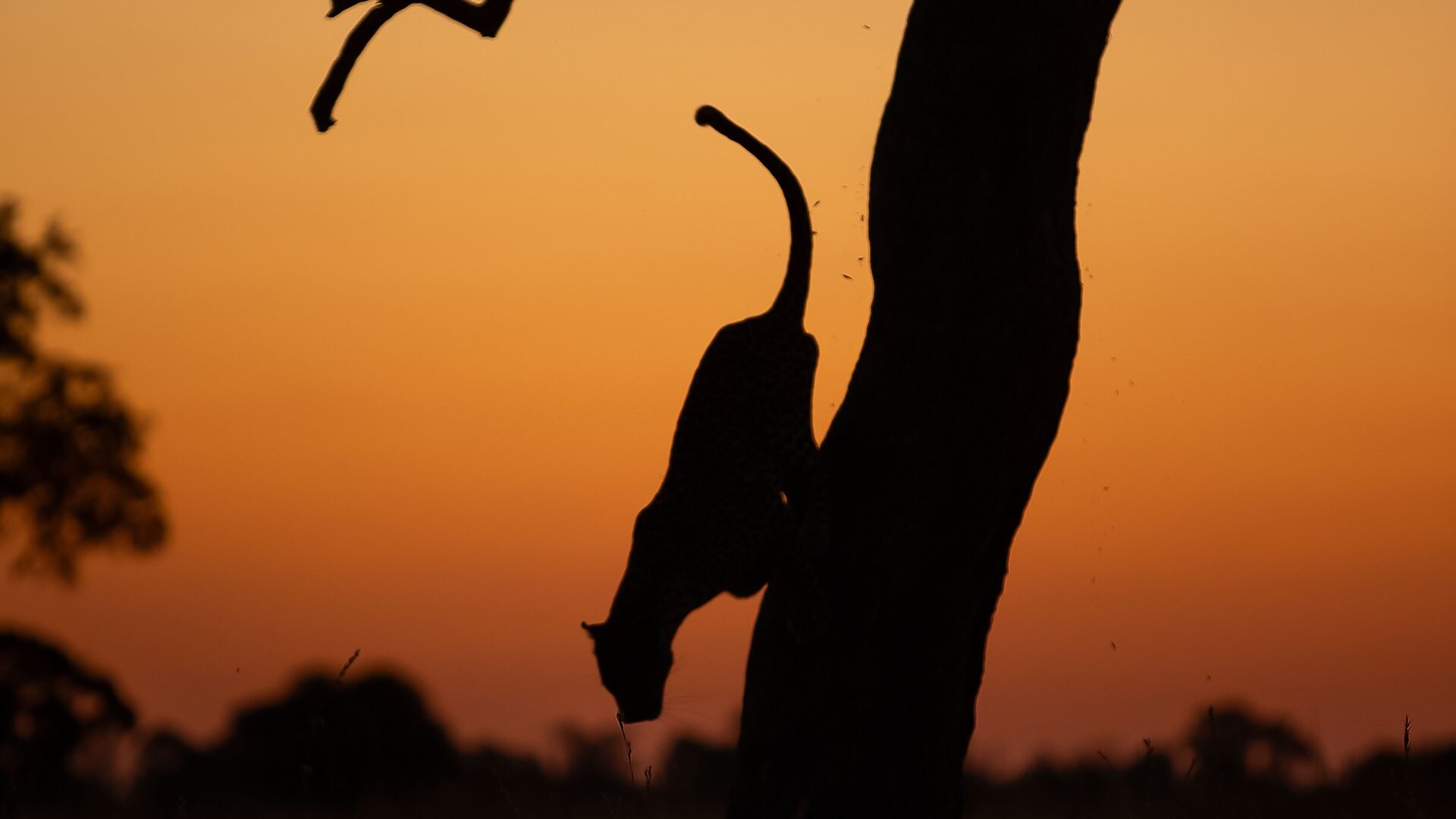 Big Cats 24/7 S1E6 Episode 6