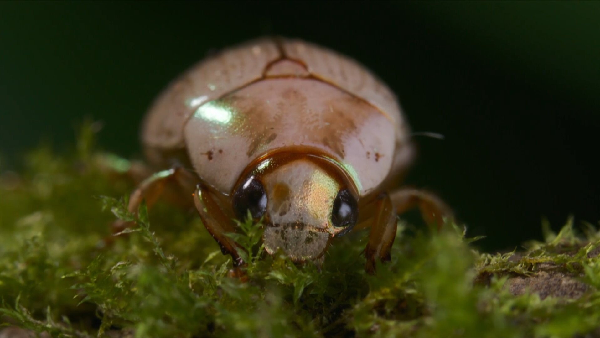 Bugs That Rule the World S1E1 Insect Apocalypse