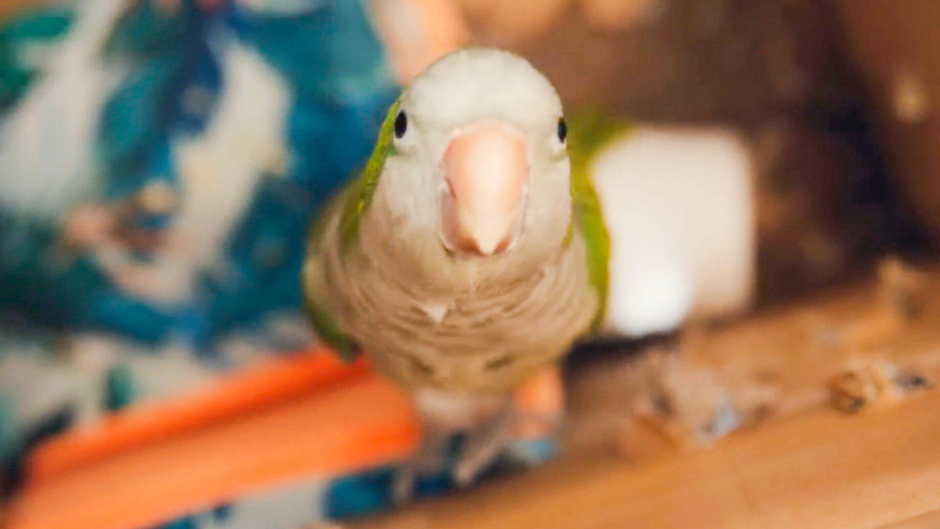 Contraband: Seized at the Border S6E5 Under Pressure