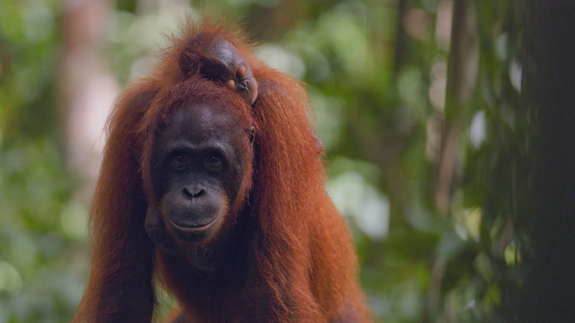 Dr Ann's Secret Lives S1E3 Orangutans