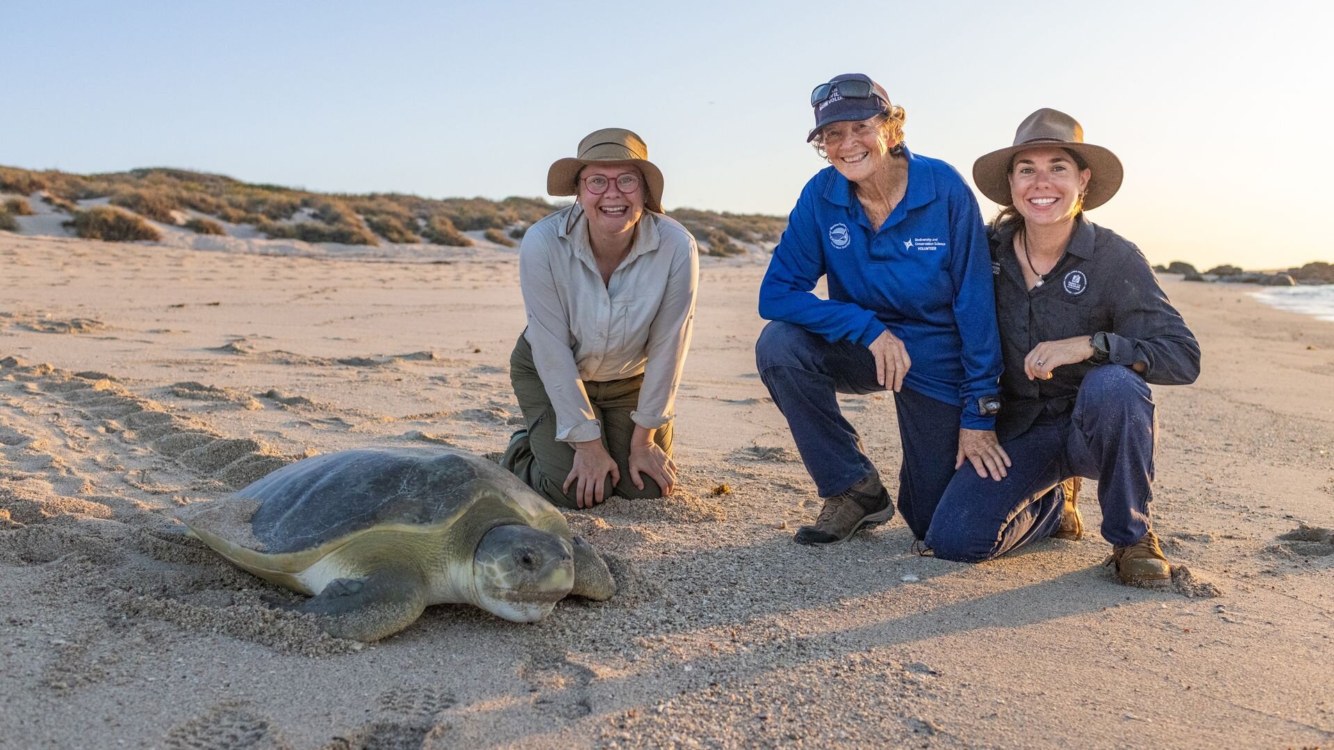 Dr Ann's Secret Lives S1E4 Turtles
