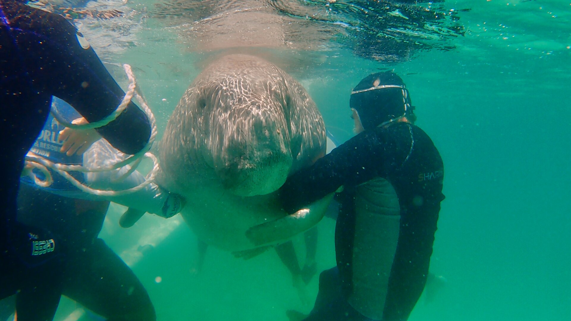 Dr Ann's Secret Lives S1E5 Dugongs