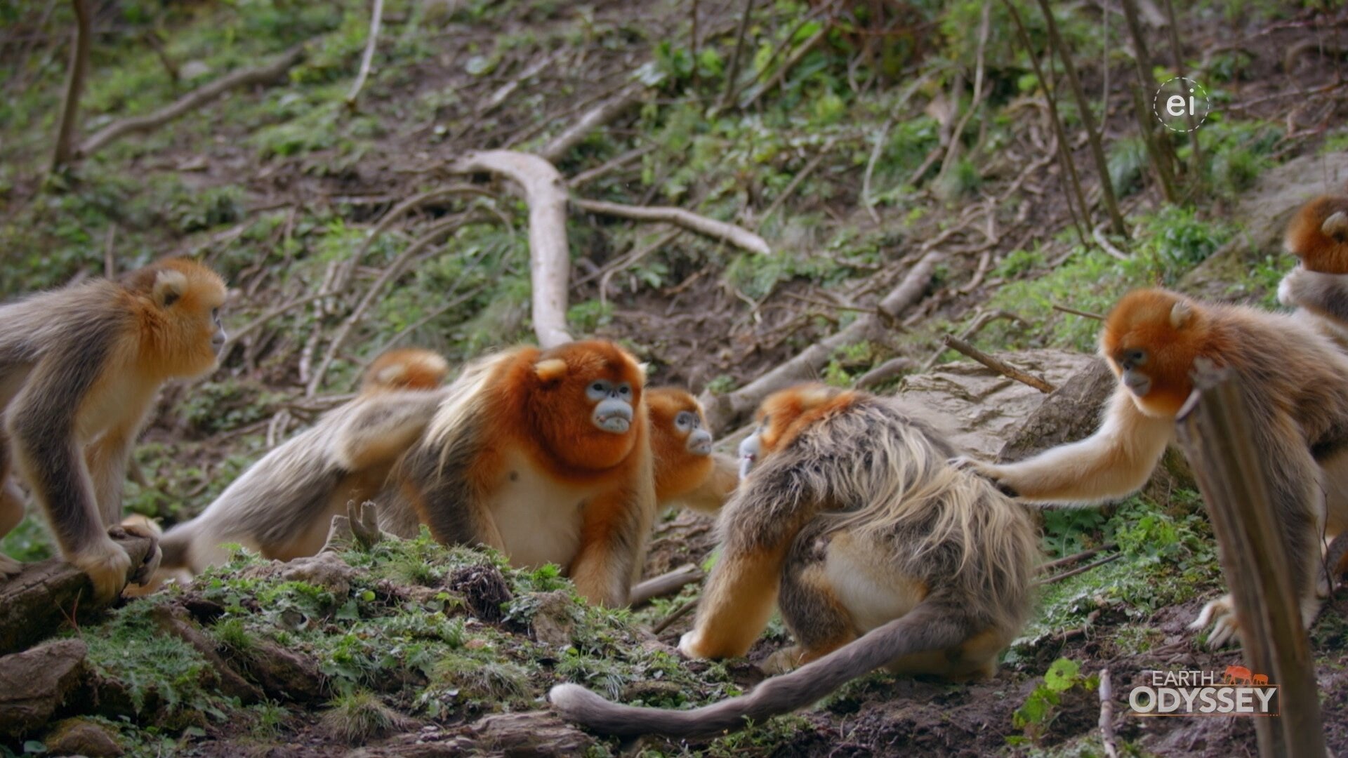 Earth Odyssey with Dylan Dreyer S7E13 Safety in Numbers