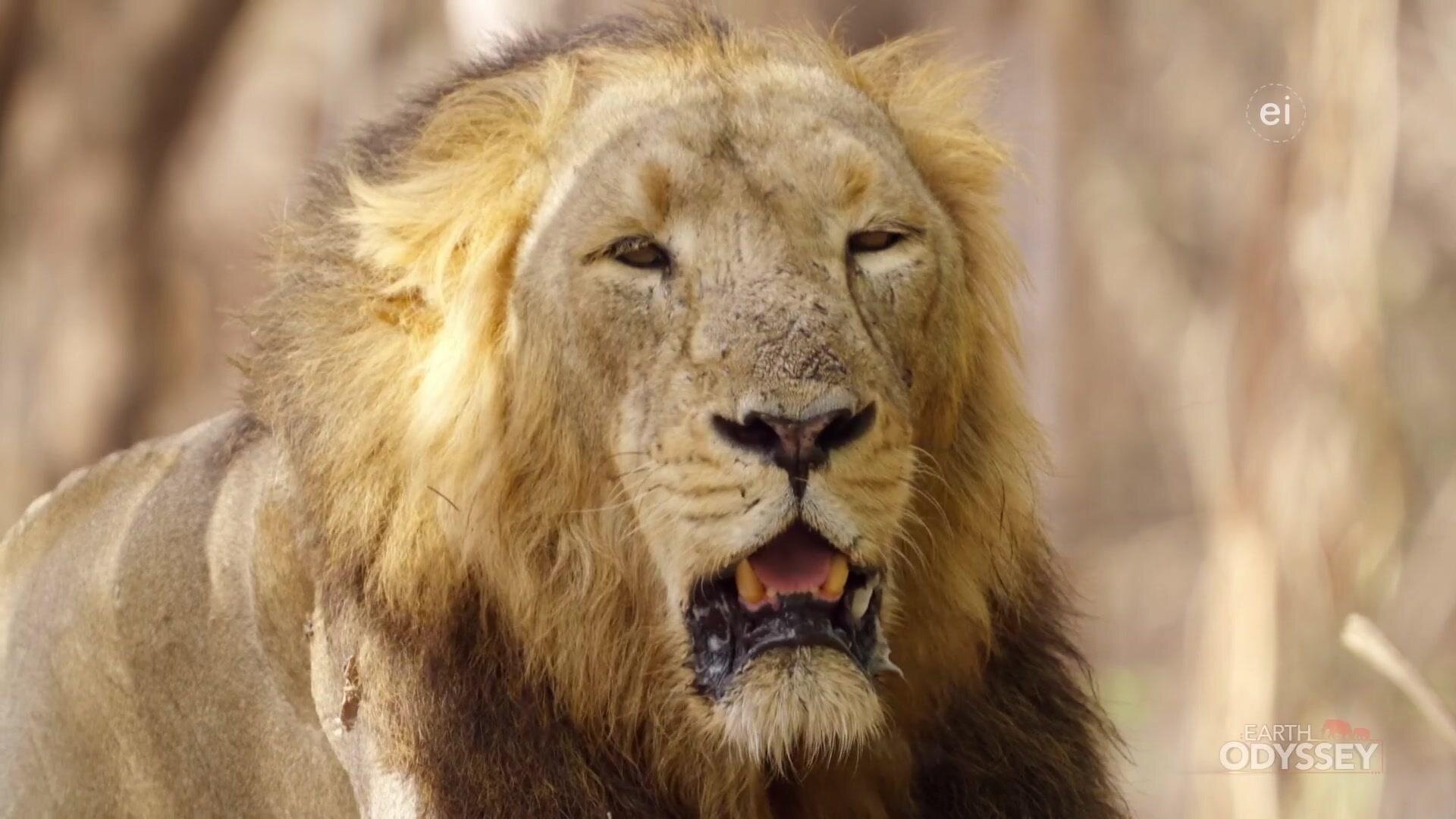 Earth Odyssey with Dylan Dreyer S7E17 More Wild India