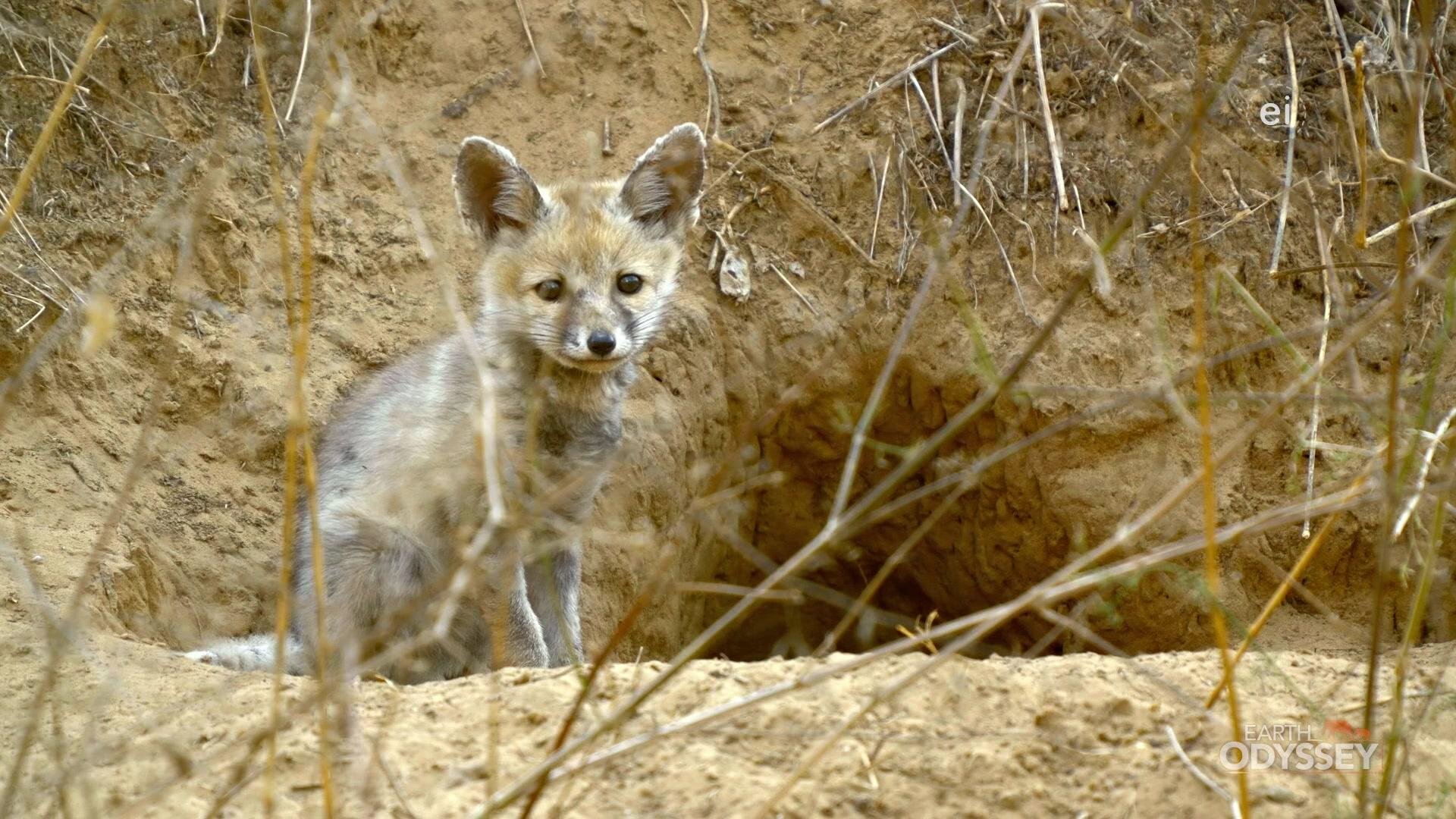 Earth Odyssey with Dylan Dreyer S7E21 Incredible India: Land of Extremes