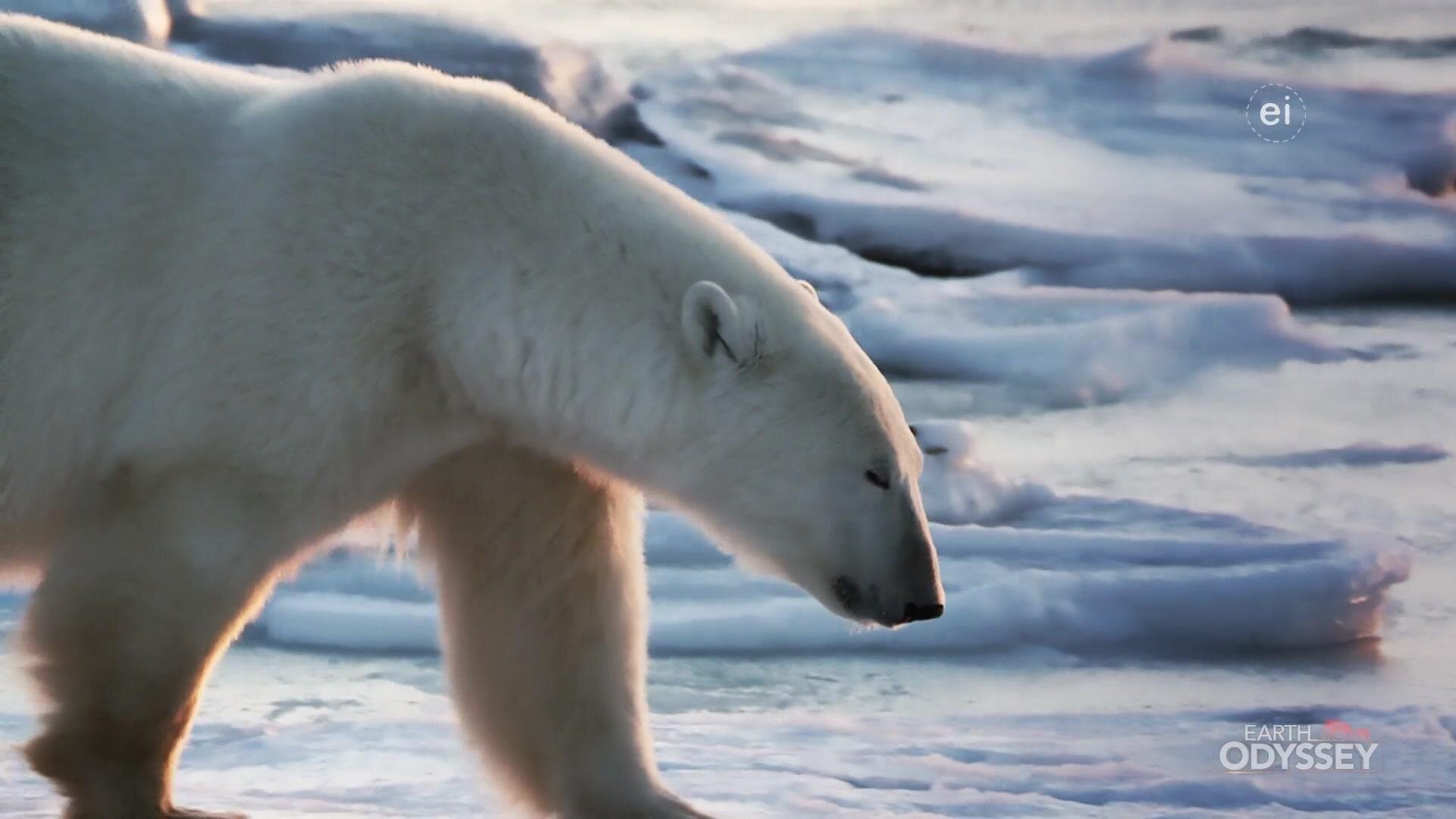 Earth Odyssey with Dylan Dreyer S7E22 Strategies For Survival