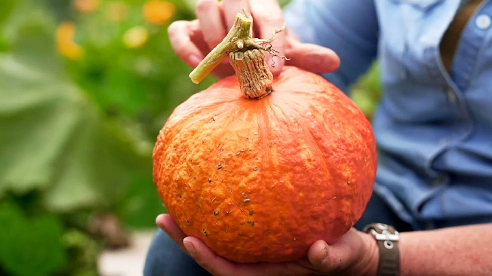 Gardening Australia S36E7 Episode 7 - Autumn: Indoor Stunners & Bruny Island