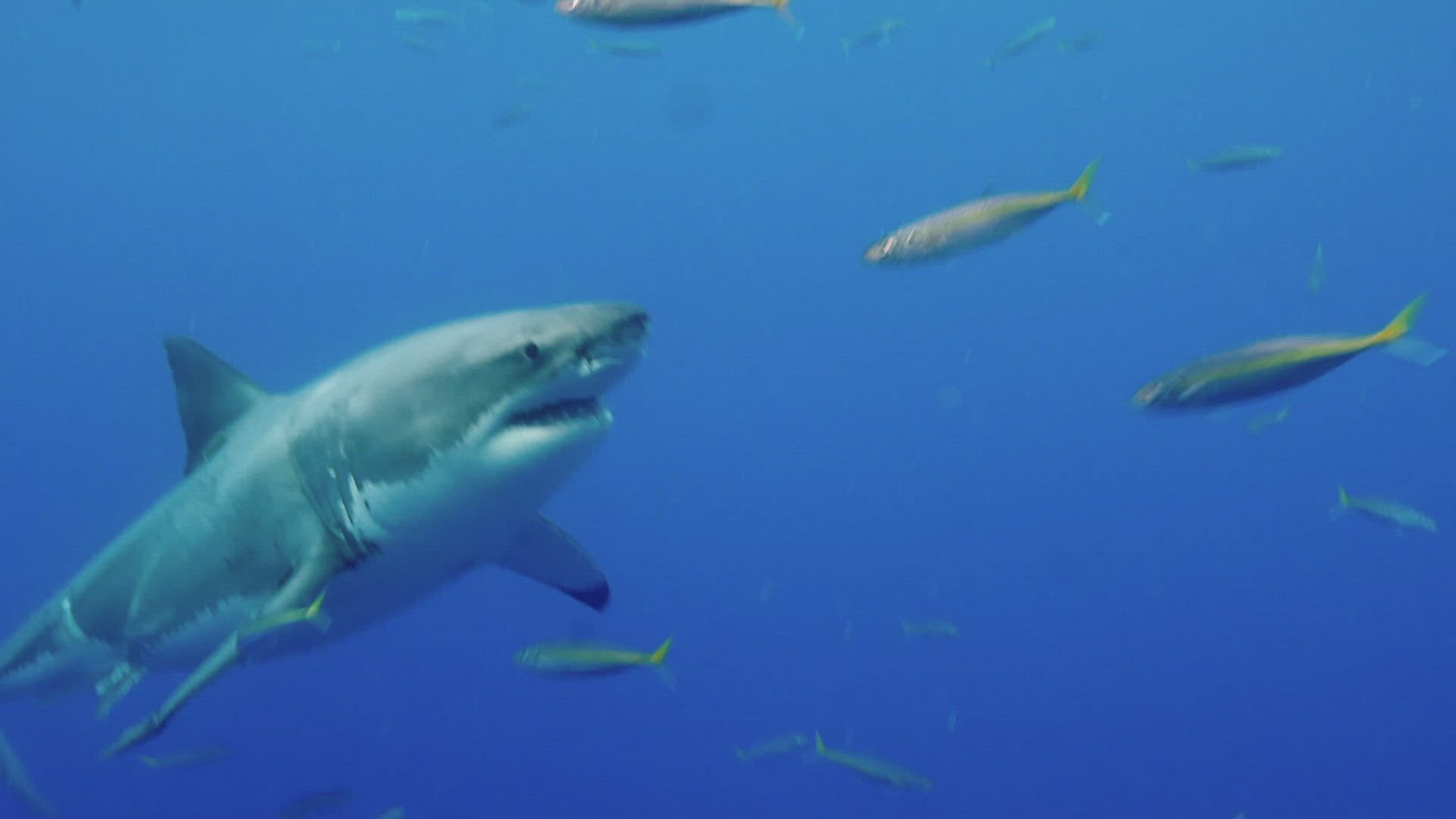 History's Most Shocking S1E4 Pythons in the Ceiling, Train Tunnel Escape, Suspicious Plane Crash, & Russian Concord Crash