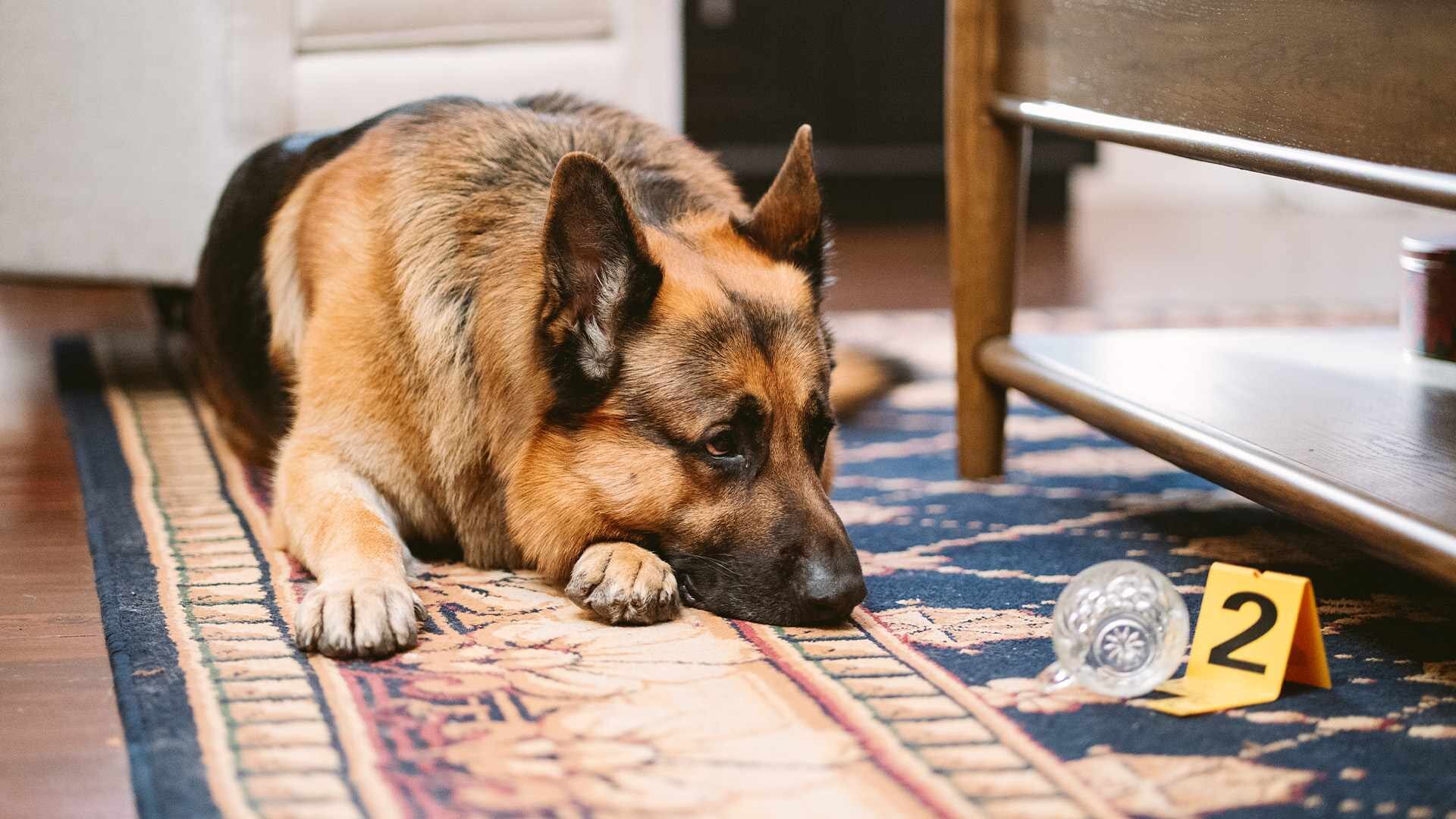 Hudson & Rex S8E13 Heist for the Holidays (Part 1)