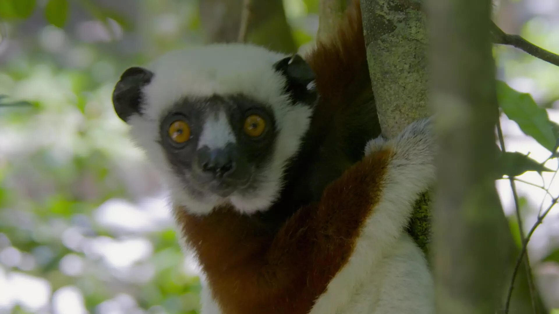 Inside the Enchanted Forests S1E1 Tropical