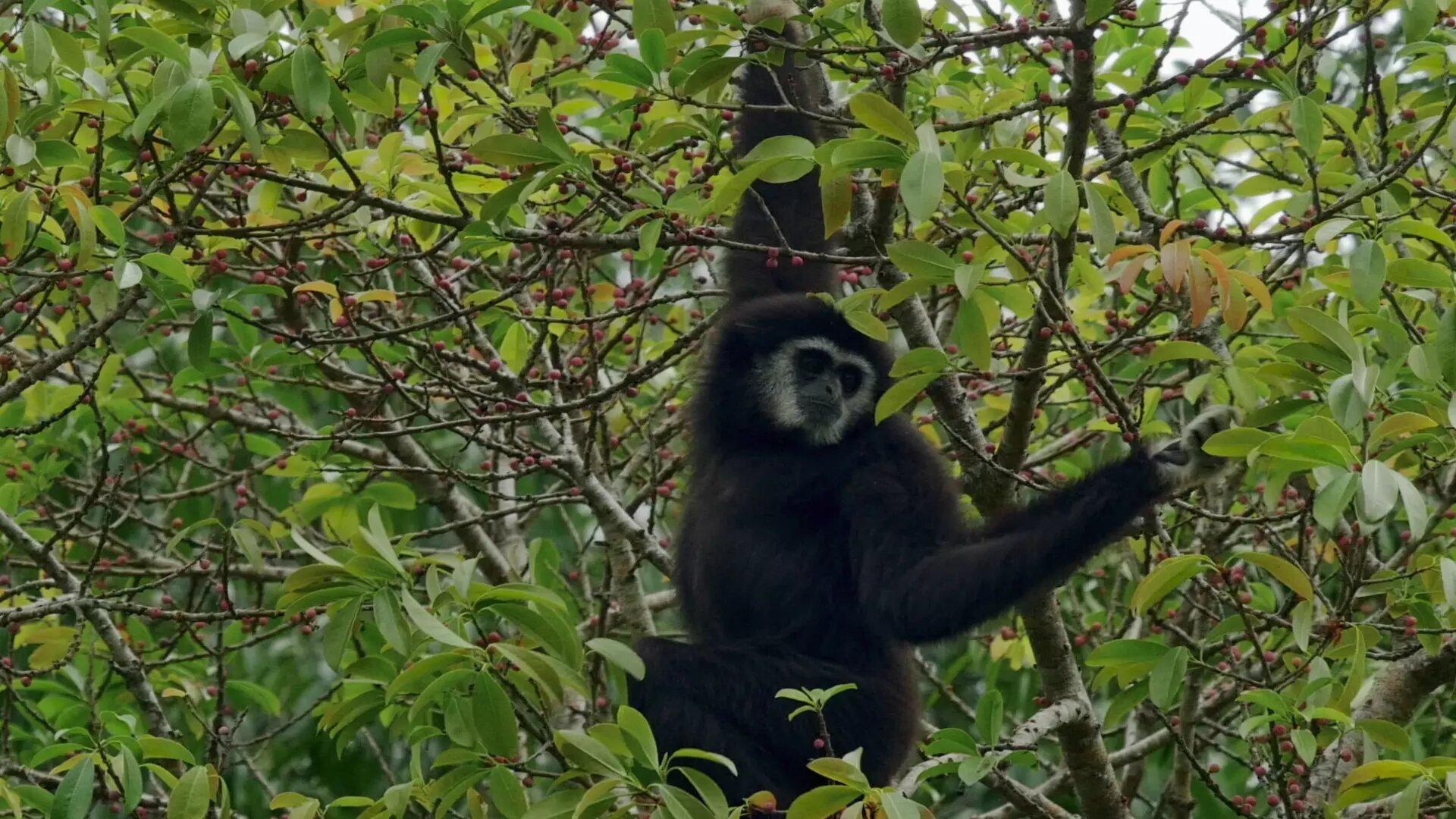 Inside the Enchanted Forests S1E4 Mountains