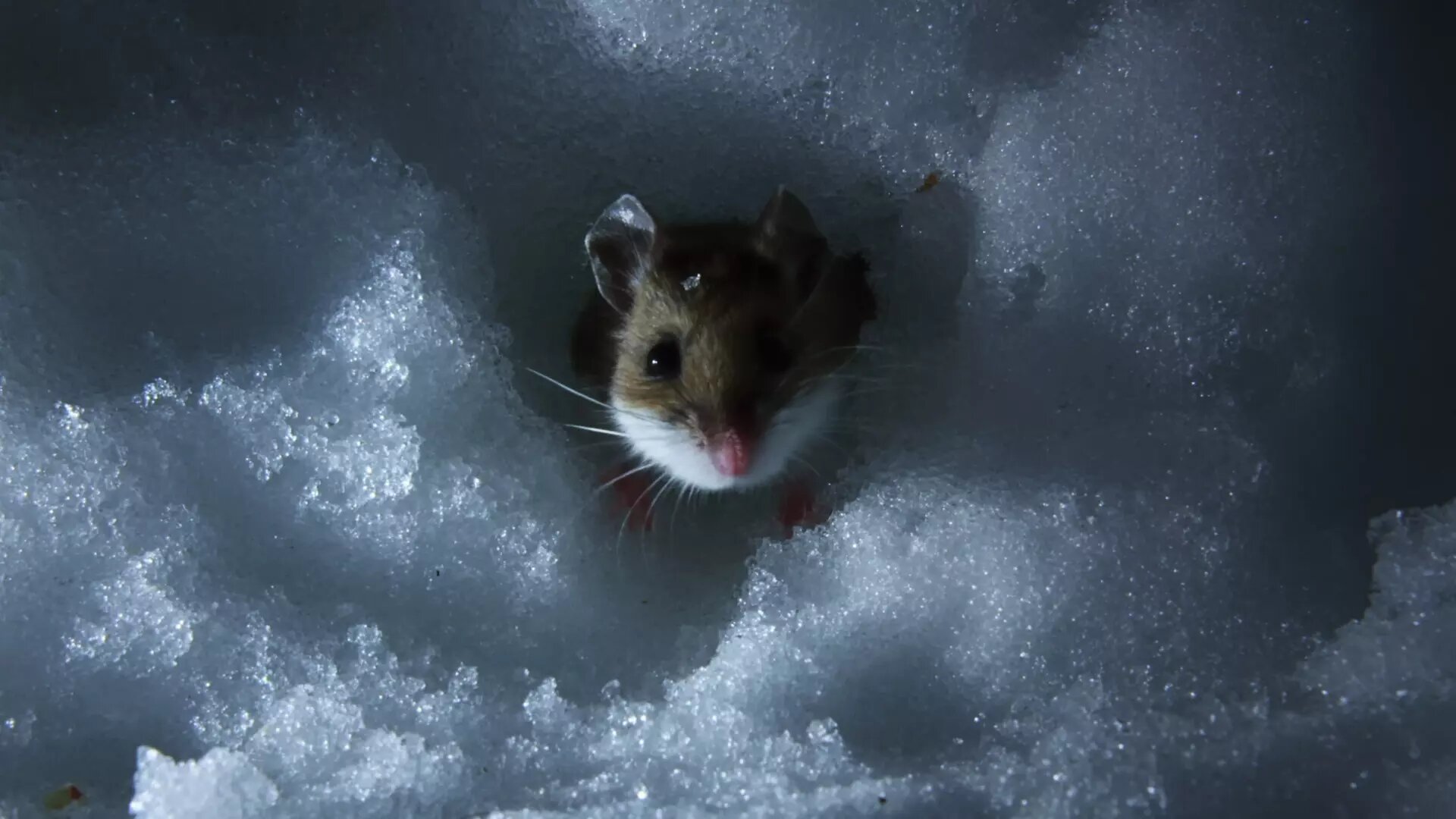 Inside the Enchanted Forests S1E5 Boreal