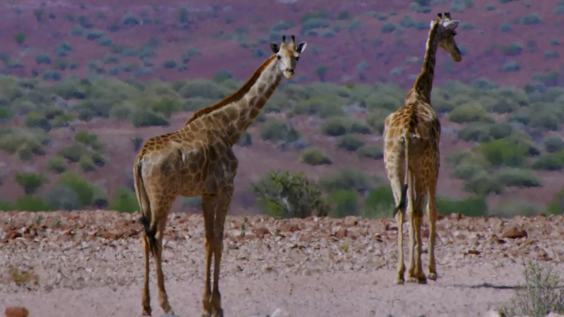 Inside the Enchanted Forests S1E6 Extreme