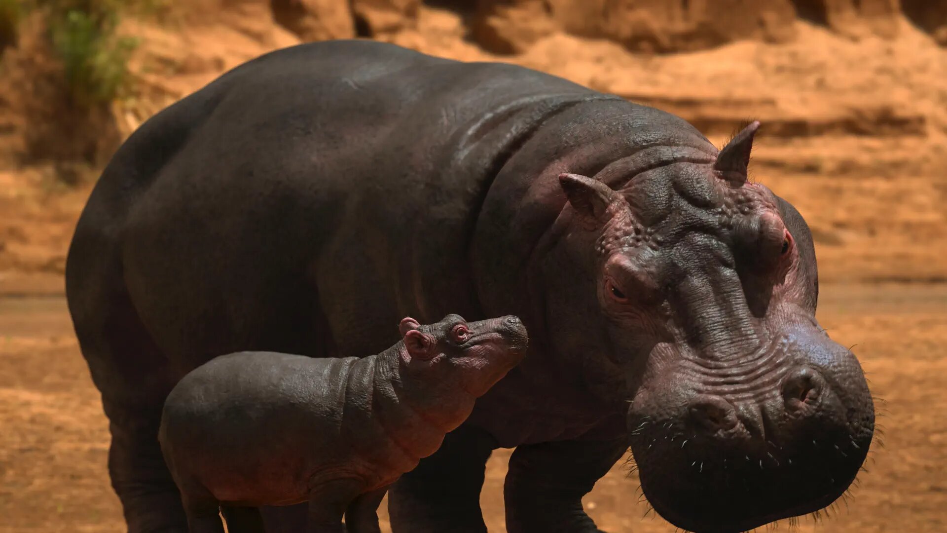 Jane S3E1 Hippopotamus amphibius