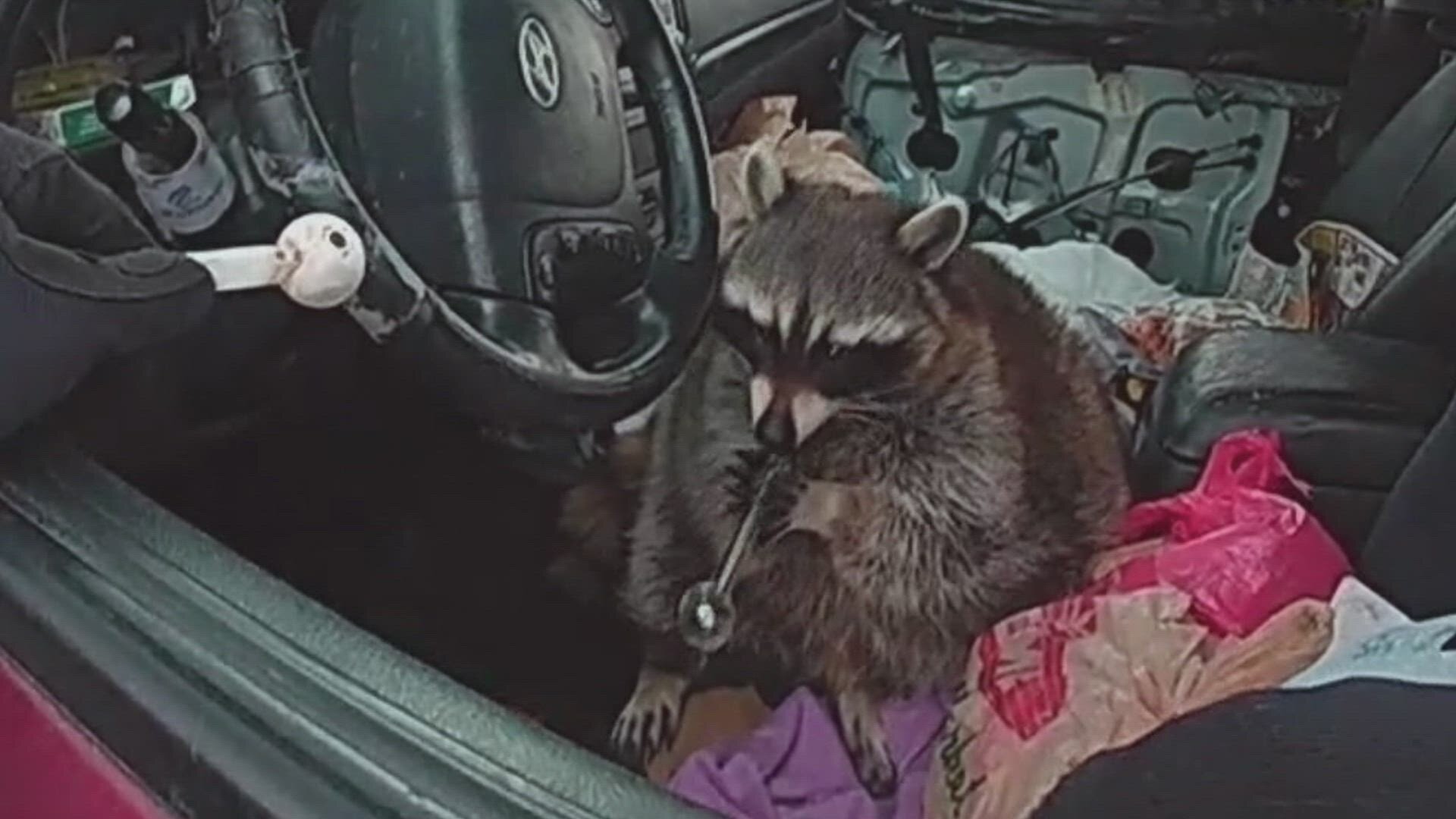 My Strange Arrest S3E6 Meth Raccoon