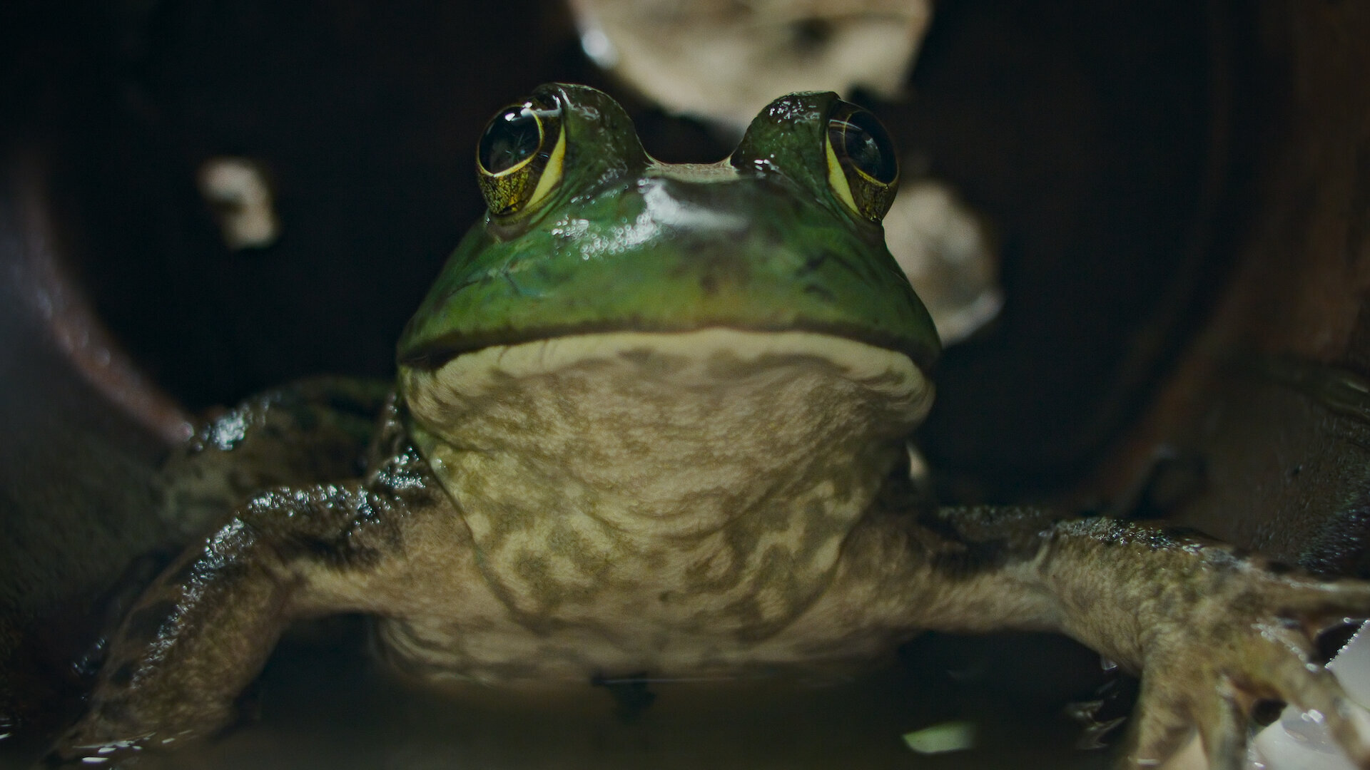 Nightmares of Nature S1E1 Chapter One: Escaping the Woods