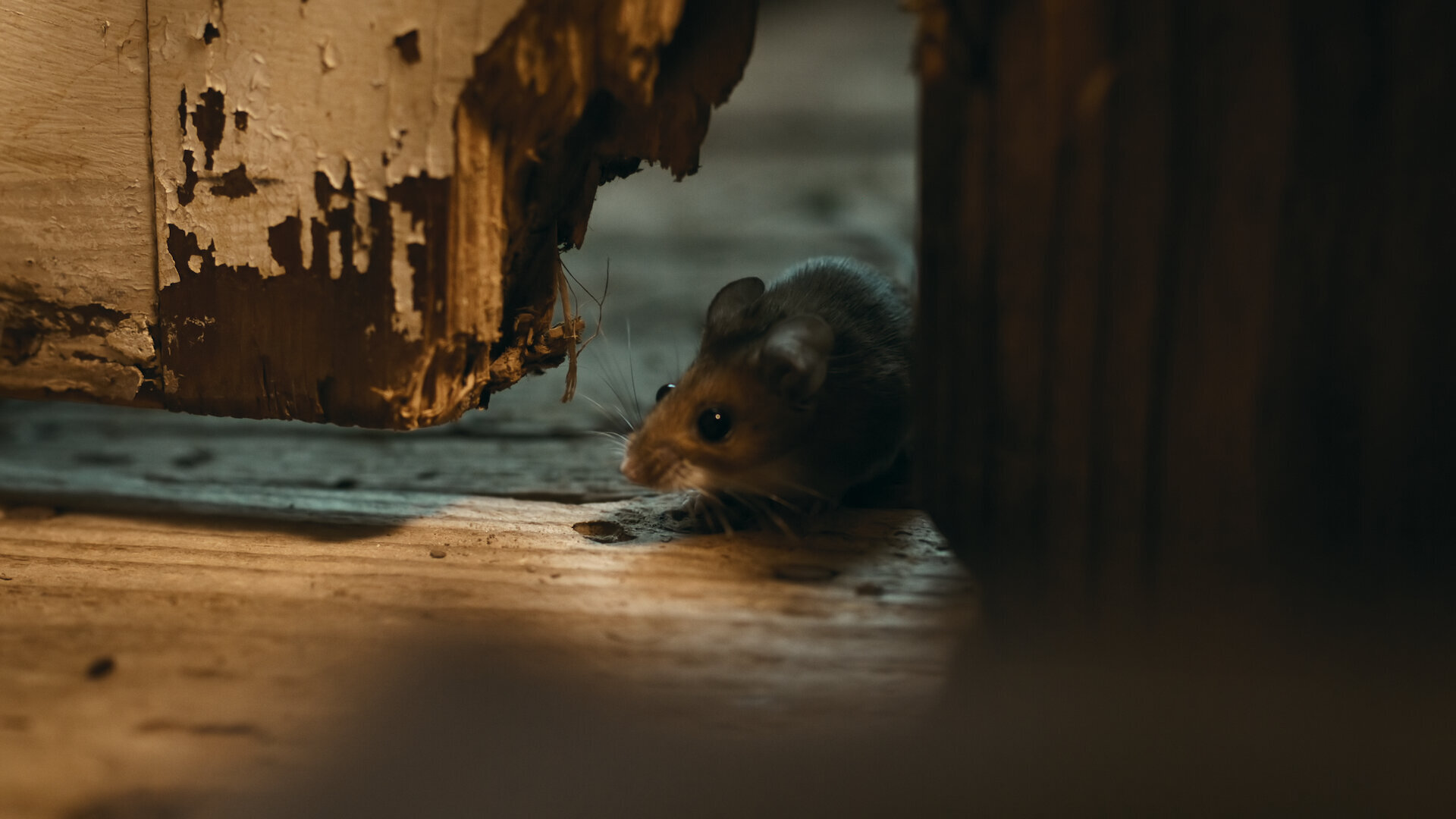 Nightmares of Nature S1E3 Chapter Three: Get Out