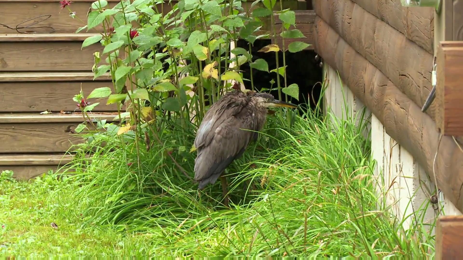 North Woods Law S6E10 The Rescuers