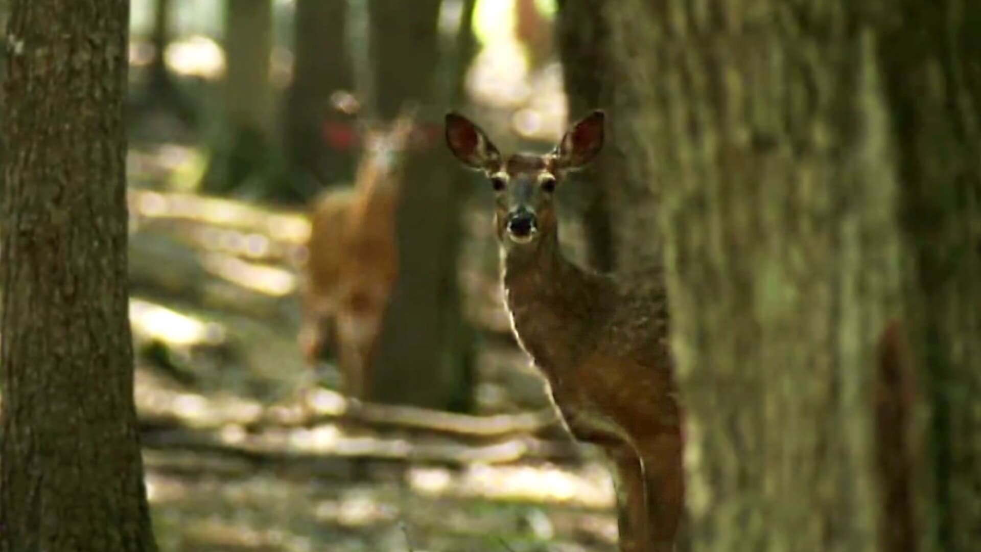 North Woods Law S7E10 Buck Fever