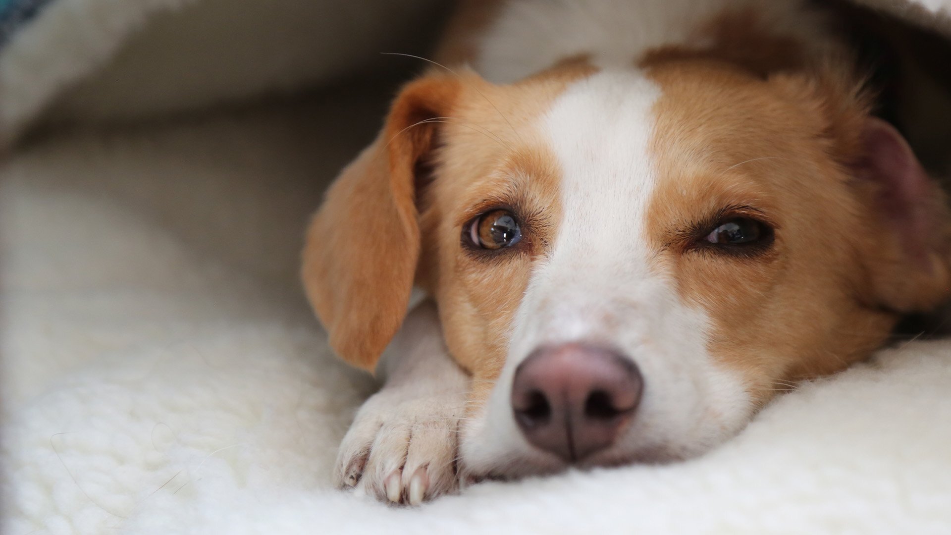 Nova S53E3 Can Dogs Talk?