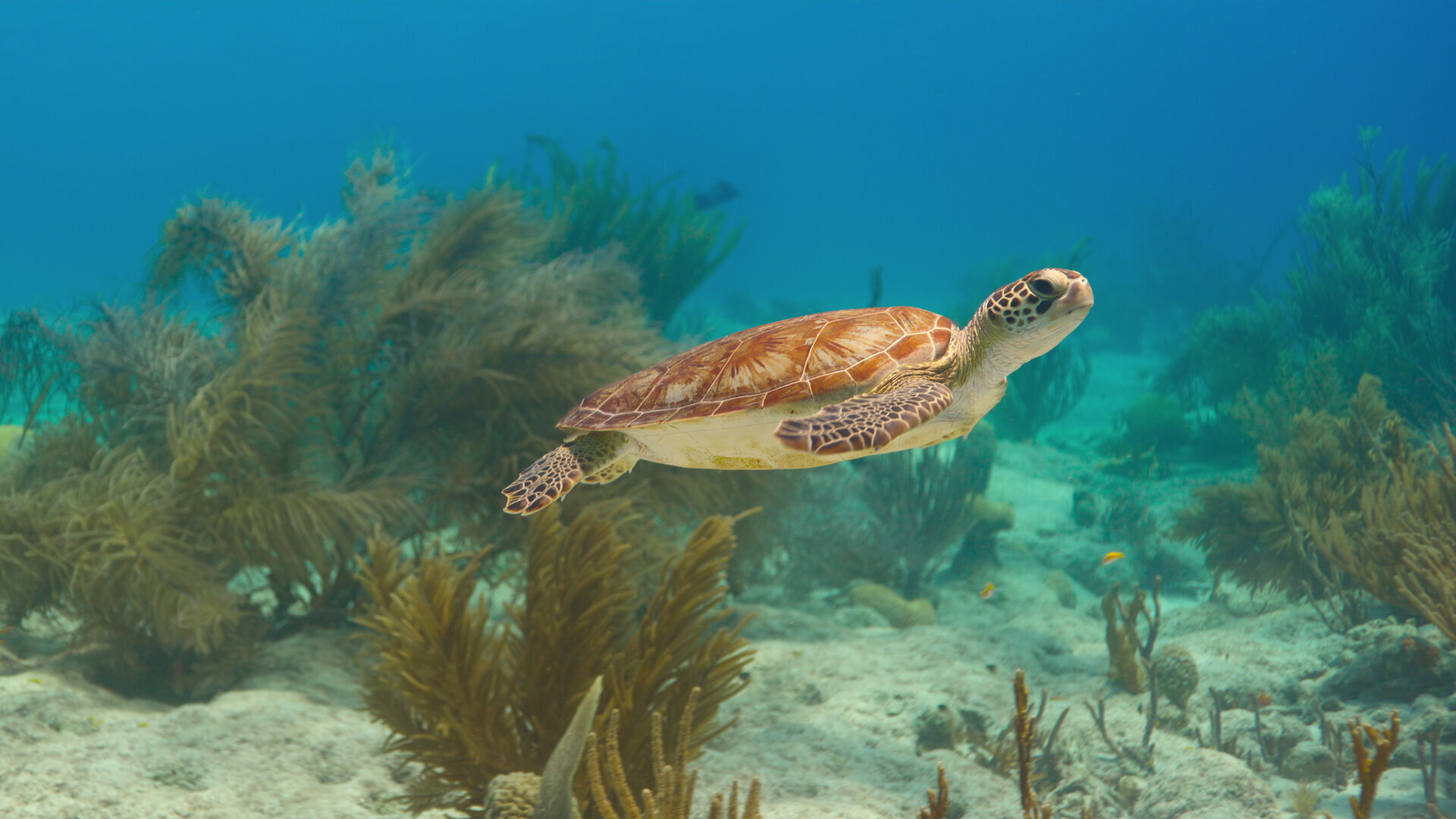 Our Oceans S1E1 Pacific Ocean