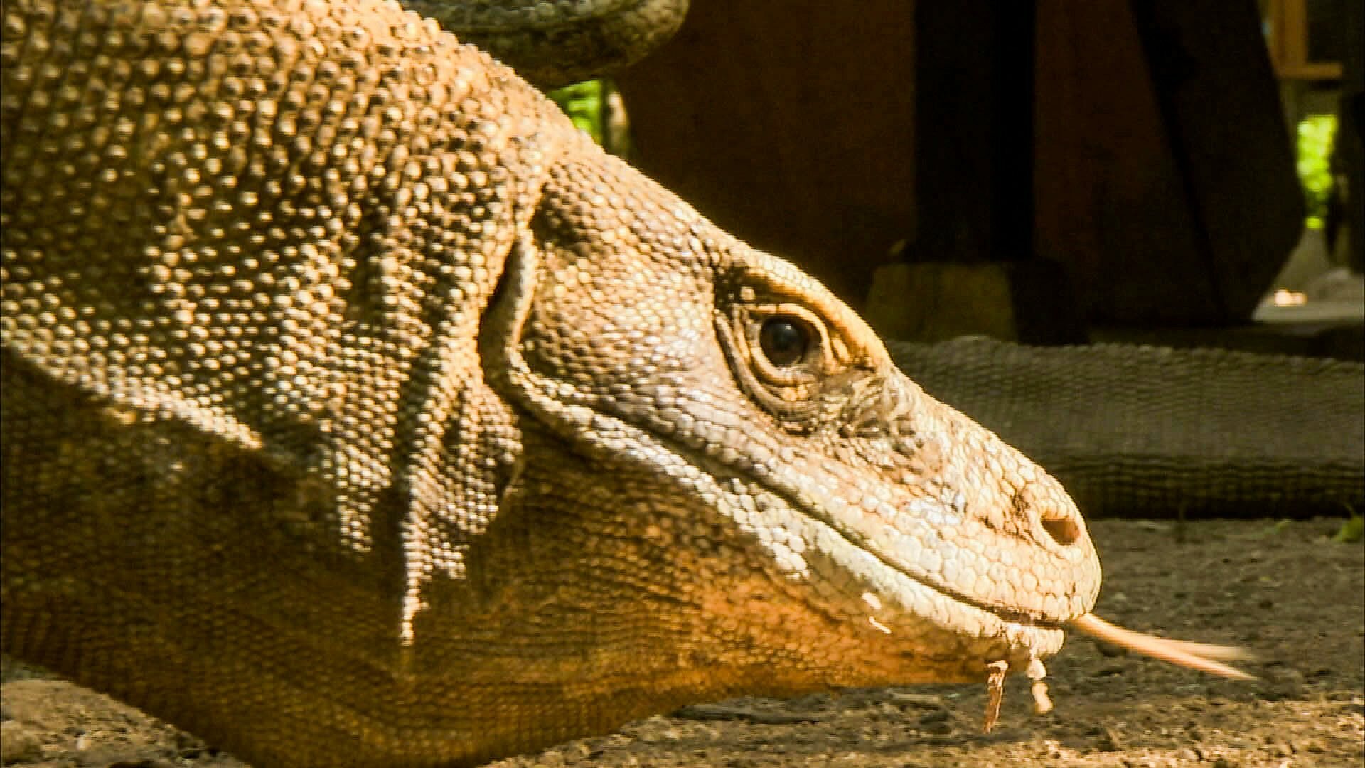 Our Wild Adventures S1E3 Asia