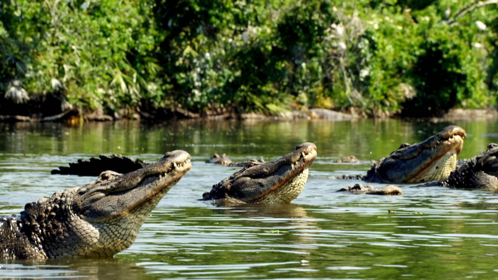 Our Wild Adventures S1E5 North America