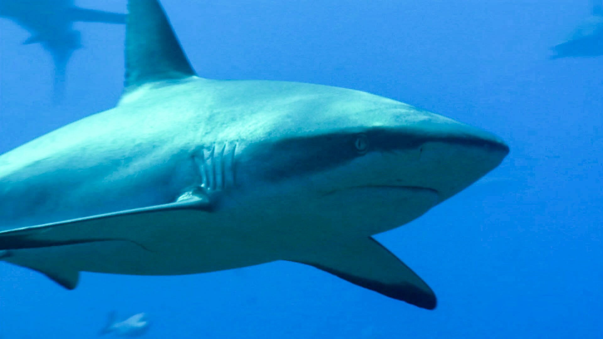 Our Wild Adventures S1E6 Australasia