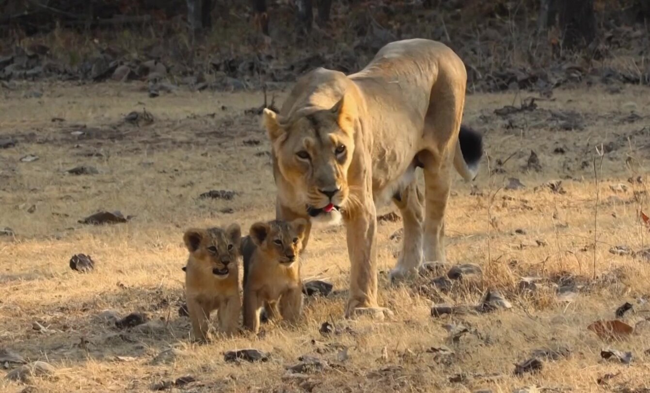 Race Across the World S5E7 Episode 7 - Gujarat to Goa, India