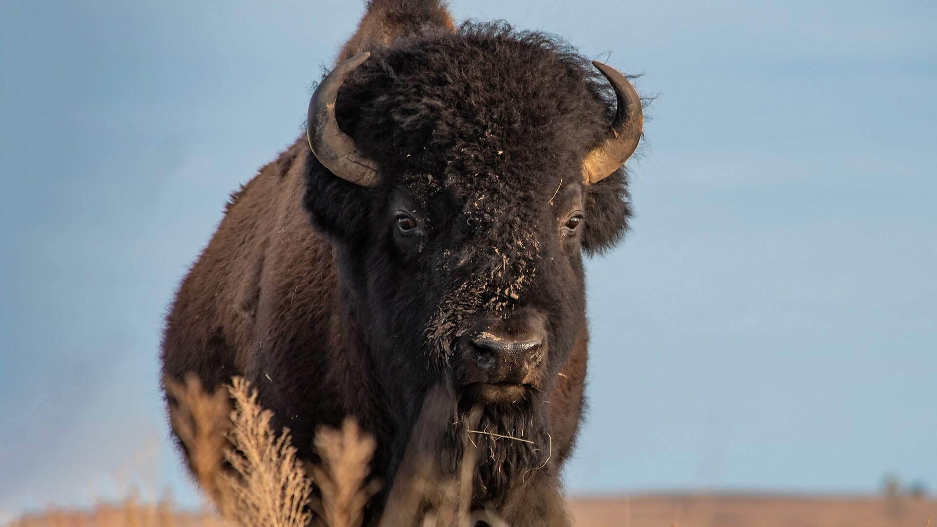 The Americas S1E3 The Wild West