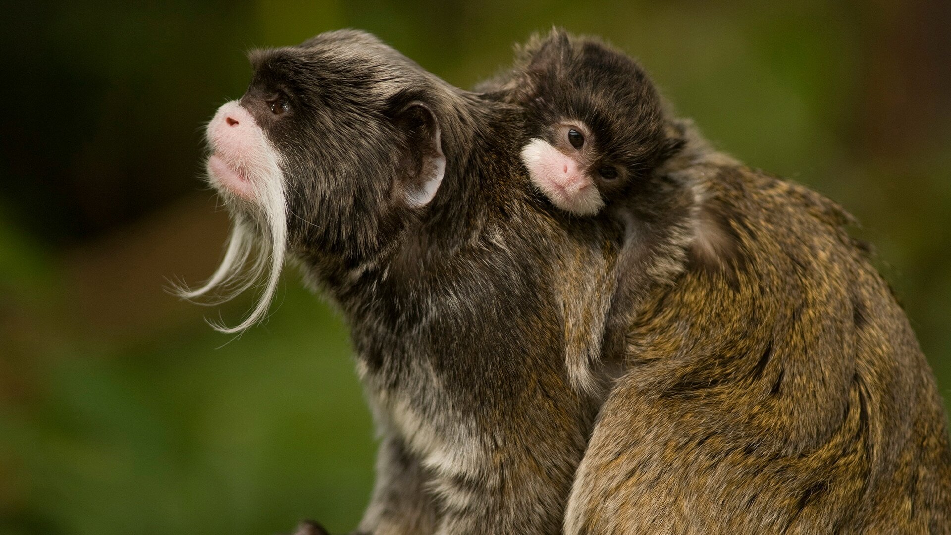 The Americas S1E4 The Amazon