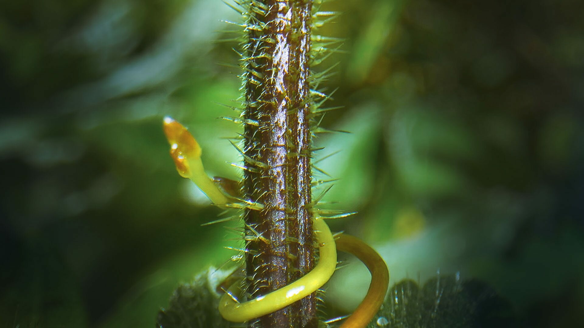 The Green Planet S1E3 Seasonal Worlds