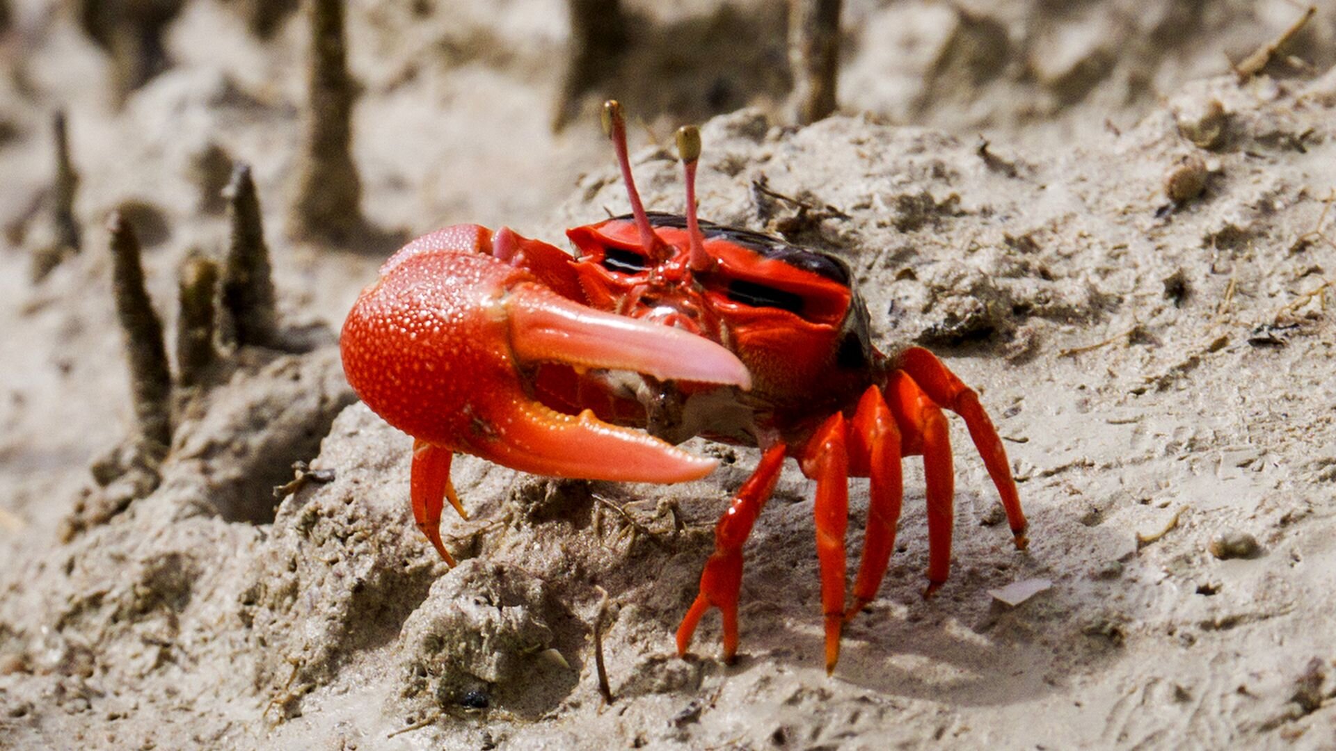 The Kimberley S1E3 Episode 3