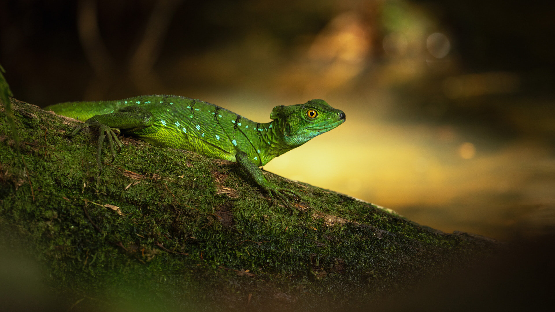 The Secret Lives of Animals S1E1 Leaving Home