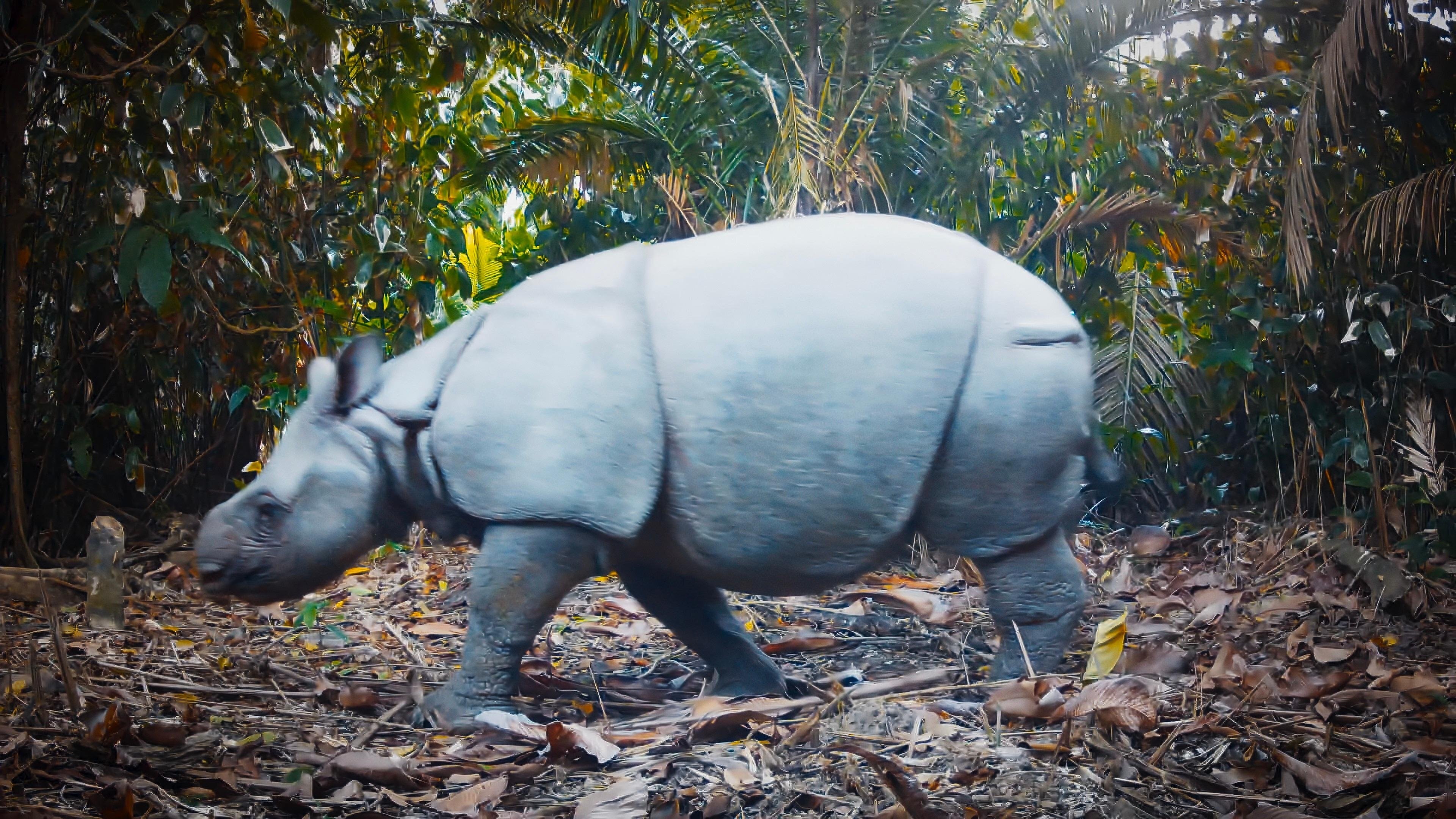 The Wild Ones S1E3 Rhinos