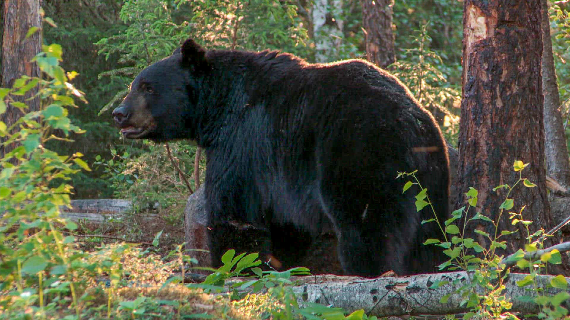 Wardens of the North S4E1 One Bear, Three Stories