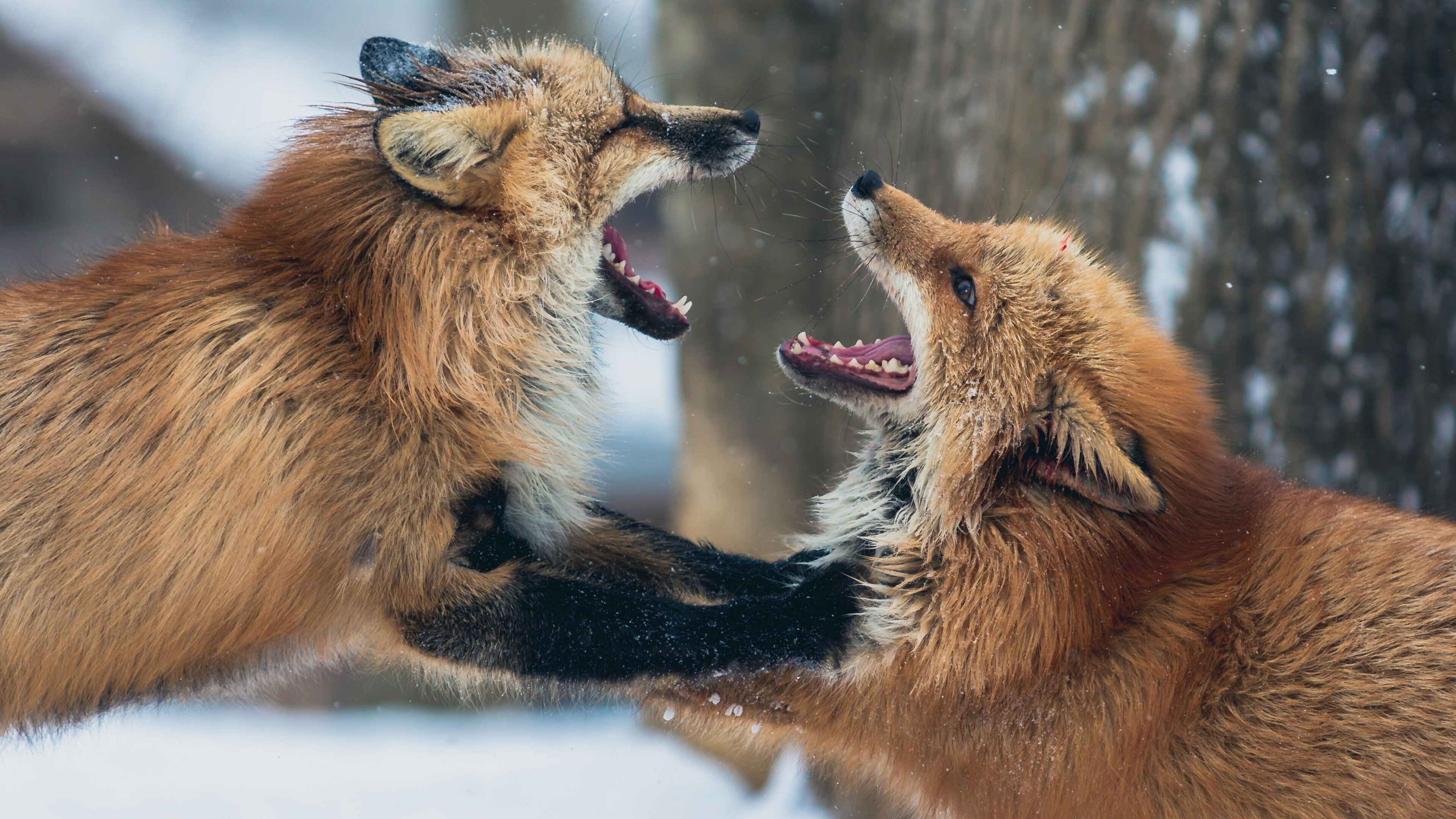 Wild Battleground S1E3 Forest Fights